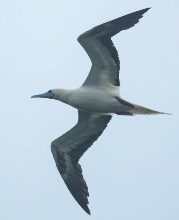 三羊财务 台风吹来一只鸟，它首访江苏？