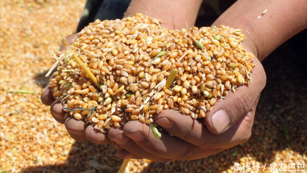 一点钱程 9月3日：调价后92/95号汽油价格；小麦价格“磨底”，跌跌不休！